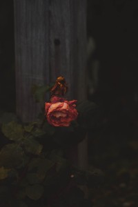 A Rose Dying in the Winter