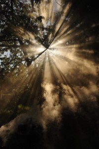 Sun Streaks i nNature Forrest