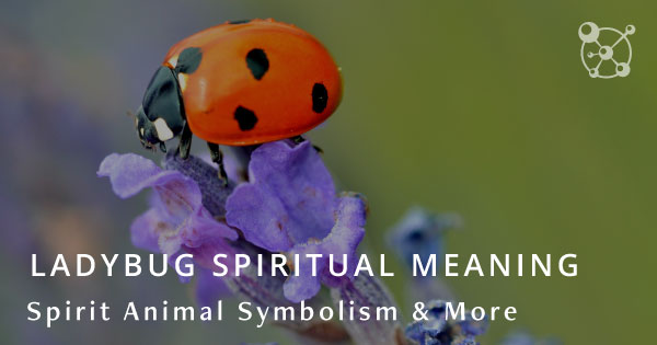 Ladybug Spiritual Meaning, Spirit Animal Symbolism & More