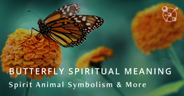 Butterfly Spiritual Meaning, Spirit Animal Symbolism & More